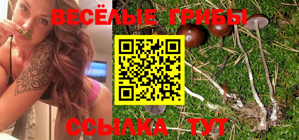 Галлюциногенные грибы Psilocybine cubensis Россошь